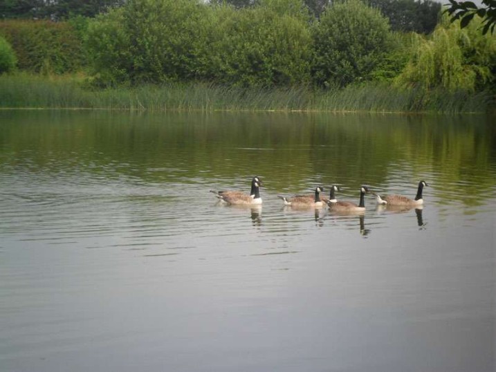 Humid Day At Hawkstead Lakes