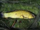 Tench