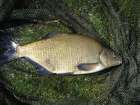 Bream