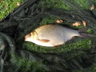 Bream