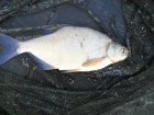 Bream