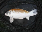 Koi Carp