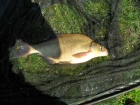 Bream