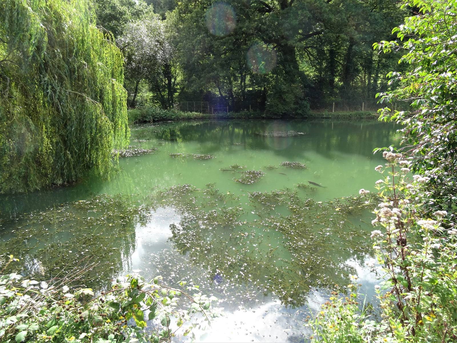 Trip To Coombe Farm Fishery