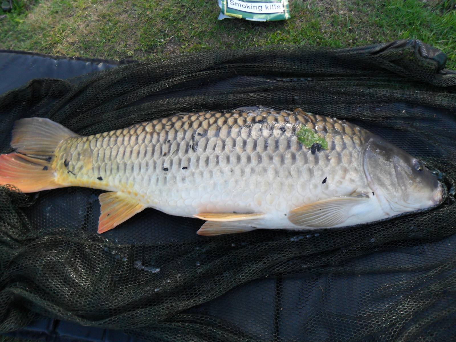 MEMORABLE BIG CARP