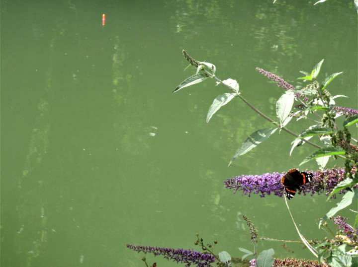 Trip To Coombe Farm Fishery