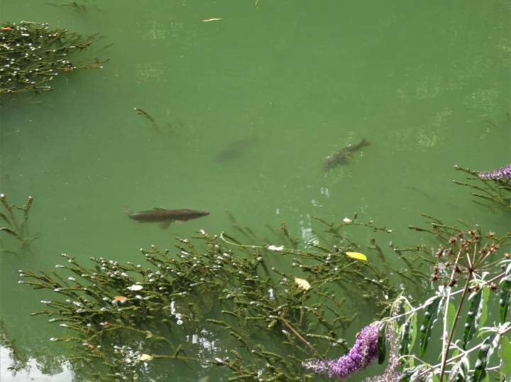 Trip To Coombe Farm Fishery