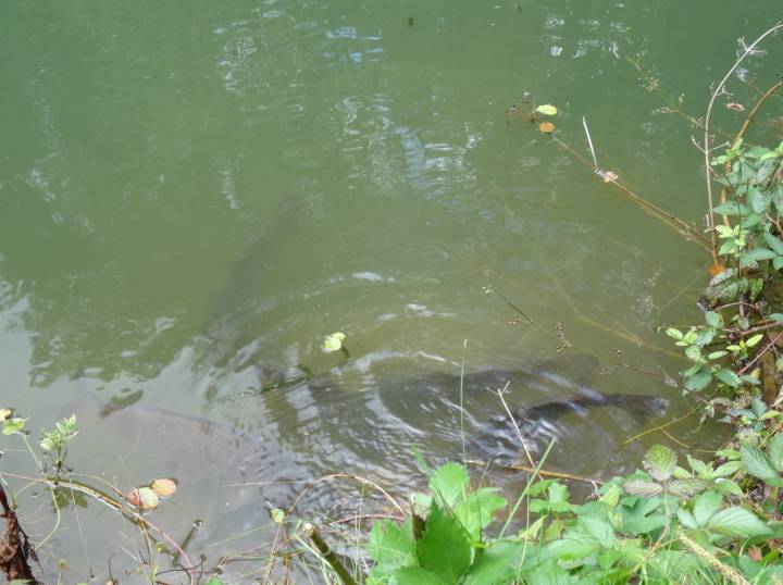 Trip To Coombe Farm Fishery