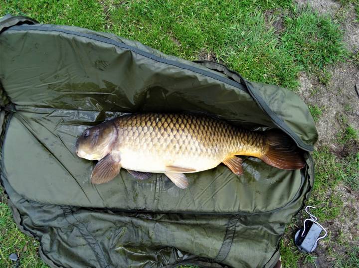 MEMORABLE BIG CARP