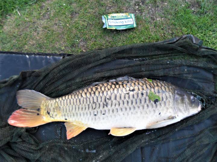 MEMORABLE BIG CARP