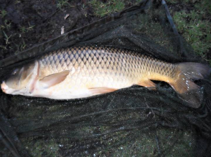 MEMORABLE BIG CARP