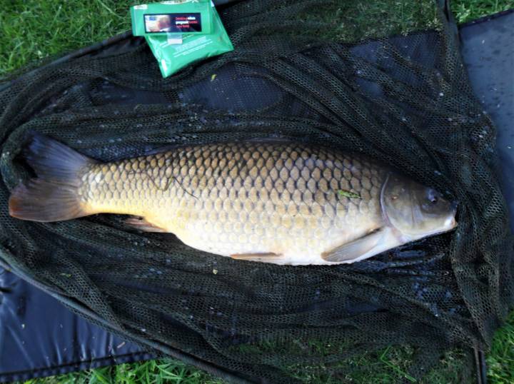 MEMORABLE BIG CARP