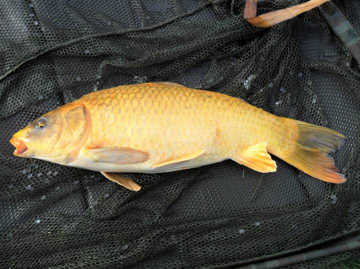 MEMORABLE BIG CARP